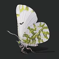 Realistic White Butterfly With Green Patterns On Wings Against Black Background 3d model