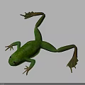 Detailed Green Frog 3D Character Model With Lifelike Texture And Webbed Limbs