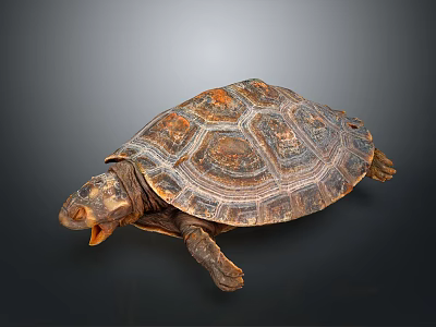 Detailed Brown Reptile Turtle With Patterned Shell And Open Mouth View 3d model
