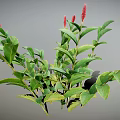 Green Plant Featuring Red Flower Spikes Lush Green Leaves and Bushy Foliage