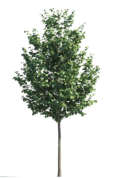 Tall Green Leafy Tree With Upright Trunk Isolated On White Background 3d model
