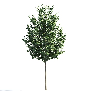 Summer Trees Roadside Trees Street Trees Community Greening Landscape Trees Garden Greening Trees Poplar Trees Elm Trees 3d model