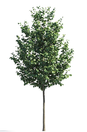 Summer Trees Roadside Trees Street Trees Community Greening Landscape Trees Garden Greening Trees Poplar Trees Elm Trees 3d model