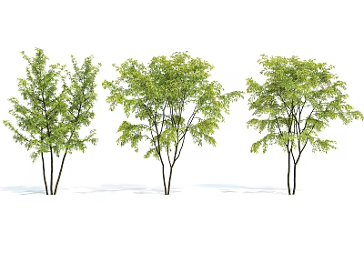 Three Isolated Trees With Green Leaves And Slender Trunks On White Background 3d model