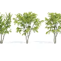 Three Isolated Trees With Green Leaves And Slender Trunks On White Background