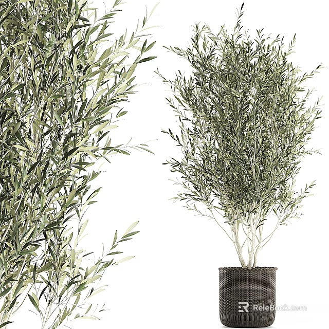 Decorative Olive Tree Plant Arrangement Potted Indoor Green Leaf Home Decor 3d model 