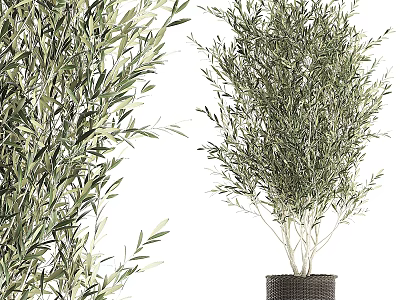 Decorative Olive Tree Plant Arrangement Potted Indoor Green Leaf Home Decor 3d model