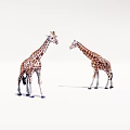 Two plastic giraffe models standing face to face on white background