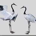 Two White and Black Cranes with Spread Wings Standing on Light Background 3d model