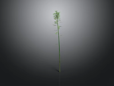 Tall Green Plant with Slender Stem Branches Leaves and Reflection on Gray Background 3d model