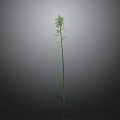 Tall Green Plant with Slender Stem Branches Leaves and Reflection on Gray Background