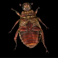 Close Up View Of Green Beetle With Shiny Exoskeleton On Black Background