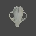 Highly Detailed Animal Skull Model Display In Scientific Research Setting