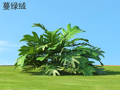 Philodendron Plant With Large Green Leaves Growing On Green Grass Under Blue Sky 3d model