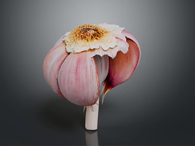 Fresh Whole Garlic Bulb With Pink Skin And Floral Top On Dark Background 3d model
