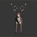 Low Poly Deer 3D Model With Large Antlers Brown Body And White Belly