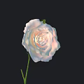 Beautiful Rose with White and Pink Gradient Petals and Green Stem on Black Background