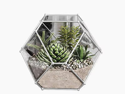 Succulent Bonsai Plants in Geometric Glass Terrarium with Pebbles and Sand 3d model