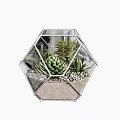 Succulent Bonsai Plants in Geometric Glass Terrarium with Pebbles and Sand