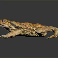 Brown Spotted Toad With Blue Eyes And Textured Skin Lying On Dark Reflective Surface