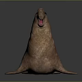 Brown Walrus With Open Mouth And Tusks In Lying Posture On Dark Background