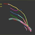 Biomedical Organ System with Colorful Tubular Structures in Various Hues for Anatomical Study