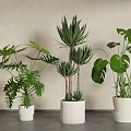 Potted Plants with Various Green Leaves in White Pots Against Light Colored Wall and Gray Floor