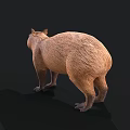 Realistic 3D Capybara Model With Brown Fur Standing On Black Background 3d model