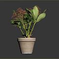 Indoor Potted Plant With Green Leaves And Red Flowers In Terracotta Pot Against Dark Background