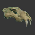 Detailed Wild Animal Skull Skeletal Structure With Sharp Canine Teeth