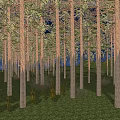 Park Landscape With Tall Trees Green Grass And Dark Blue Night Sky
