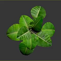 Banana Leaf Plant With Large Green Leaves And Green Stems On Dark Background