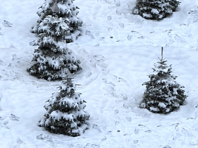 Snowscape Snow Cedar Pines Snow model