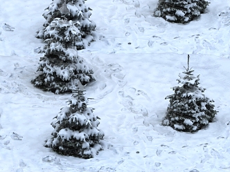 Snowscape Snow Cedar Pines Snow 3d model