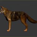 Brown And Black Dog With Erect Ears Standing Open Mouth On Shiny Reflective Floor