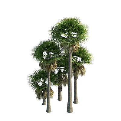 Tall Palm Trees With Lush Green Fronds And Slender Trunks In Tropical Landscape 3d model