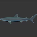 Blue Shark 3D Model With Sleek Body Distinctive Fins And Long Tail On Dark Background