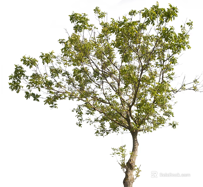 Healthy Arbor With Lush Green Foliage And Sturdy Trunk In Outdoor Space 3d model 