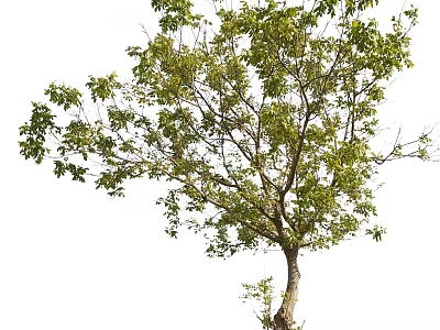 Healthy Arbor With Lush Green Foliage And Sturdy Trunk In Outdoor Space 3d model