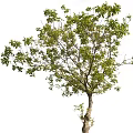 Healthy Arbor With Lush Green Foliage And Sturdy Trunk In Outdoor Space