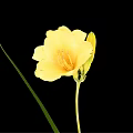 Yellow Blooming Flower With Buds Green Stem And Leaves In Vase On Black Background