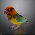 Colorful Bird With Red Head Yellow Body Green Wings Blue Tail On Dark Reflective Surface