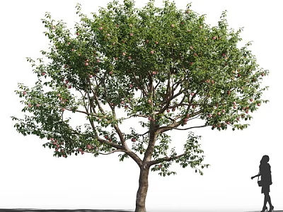 Lush Green Arbor With Dense Foliage Strong Trunk And Person Silhouette Outdoors 3d model