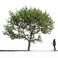 Lush Green Arbor With Dense Foliage Strong Trunk And Person Silhouette Outdoors