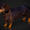 Dog Pet Dog Sausage Dog 3d model