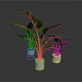 Large Leaf Green Plants In White Pots With Metal Stands For Interior Decor