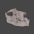 Detailed White Animal Skull With Prominent Beak And Anatomical Features