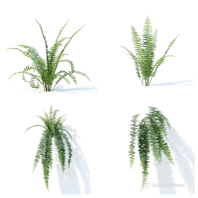 Different Types of Green Ferns in Various Growth Forms and Shapes 3d model 