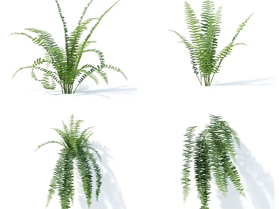 Different Types of Green Ferns in Various Growth Forms and Shapes 3d model