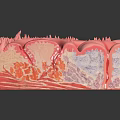 3D Anatomical Cross Section Model of Skin Organ with Hair Follicles